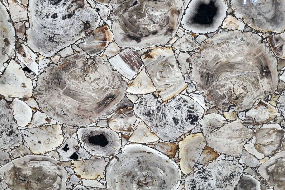 PETRIFIED WOOD WHITE